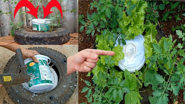 Questo semplice gesto trasforma pneumatici in un orto di pomodori rigogliosi…