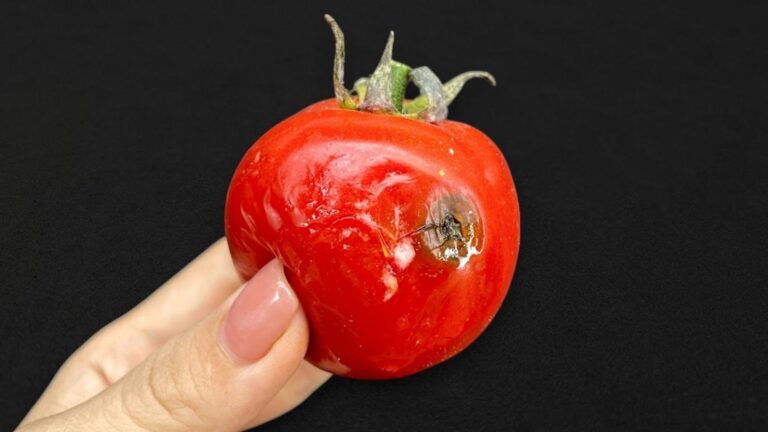 Questo metodo geniale trasforma i pomodori marci in un tesoro inaspettato…