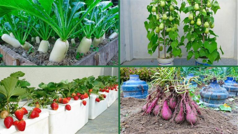 Alcuni giardinieri usano un metodo semplice per coltivare patate dolci e fragole…