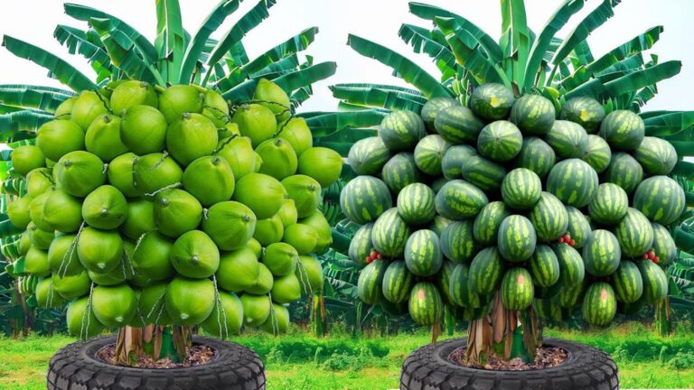 Questo metodo sorprendente trasforma qualsiasi angolo di casa in un frutteto…