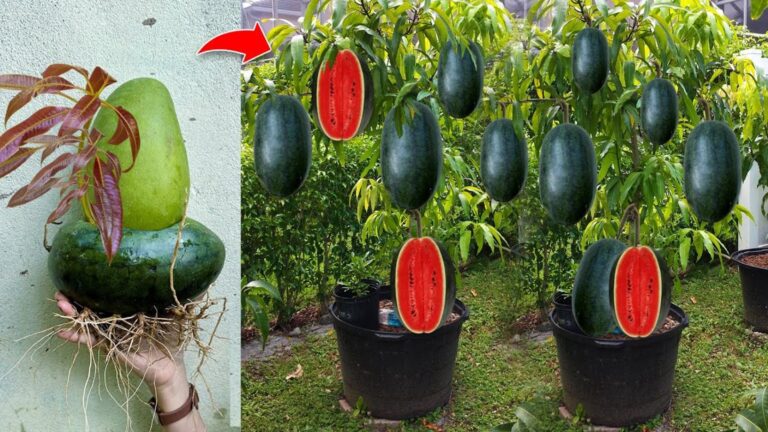 Questo trucco sorprendente unisce mango e anguria… scopri il segreto per ottenere…