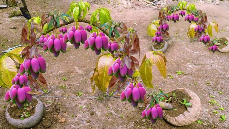 Questo metodo sorprendente per innestare mango con banane ti lascerà a bocca aperta…