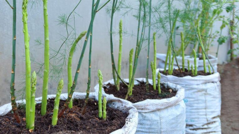 Questo semplice gesto trasforma il tuo giardino con asparagi straordinari…