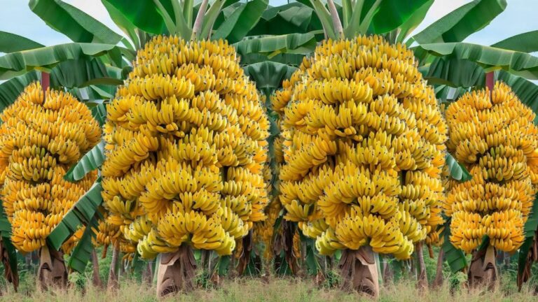 Questo semplice gesto trasforma la tua casa in un paradiso tropicale…