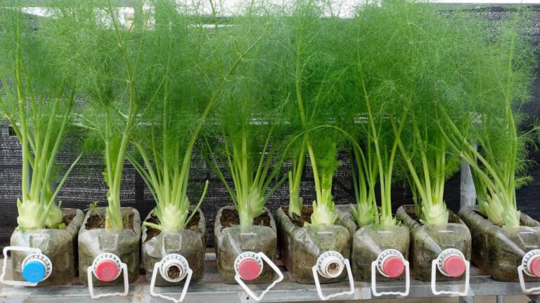 Questo semplice gesto trasforma il tuo giardino in un paradiso profumato…