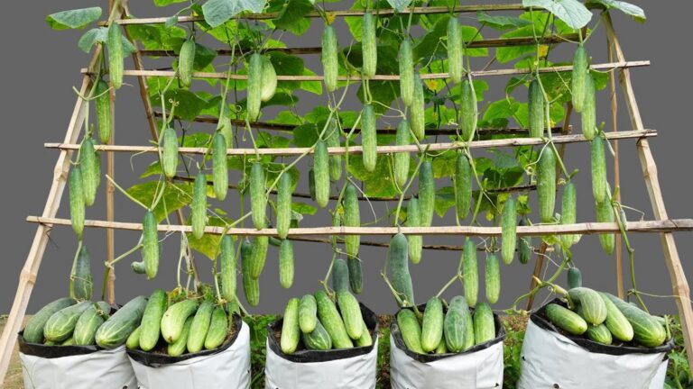 Questo semplice gesto trasforma il tuo orto in un paradiso di cetrioli…