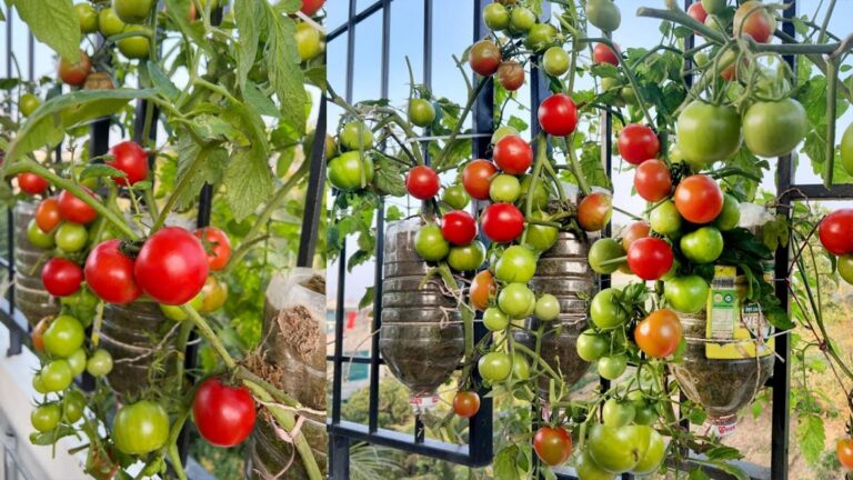 Questo semplice gesto ti permetterà di coltivare pomodori anche in casa…