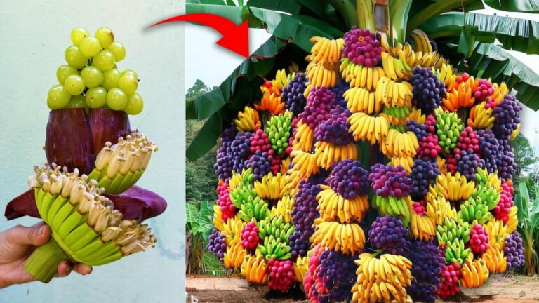 Alcuni giardinieri usano un metodo per innestare banane e uva… scopri il segreto!