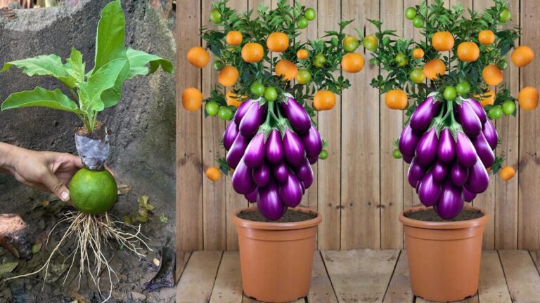 Questo semplice gesto trasforma melanzane in frutti d’arancia… Scopri come ottenere risultati sorprendenti!