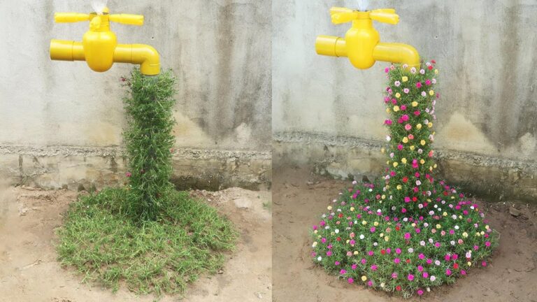 Questo metodo per il tuo giardino di Portulaca cambierà tutto…