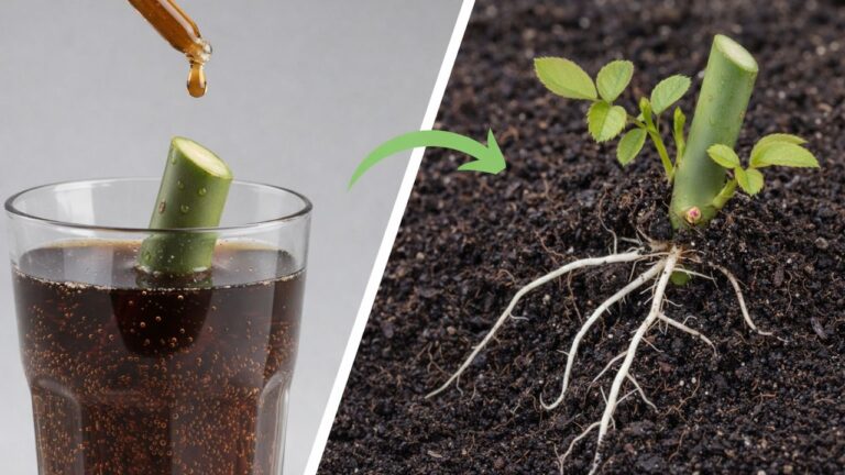Scopri come fare radici con la Coca-Cola: 3 semplici passi in 20 minuti!
