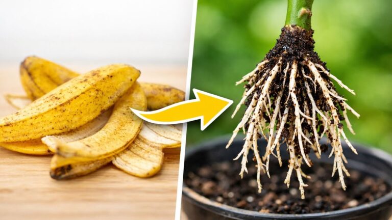 5 Modi Per Radicare I Talee Di Rosa Più Velocemente Usando La Buccia Di Banana