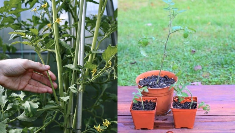 Come clonare le piante di pomodoro dai talee: il trucco infallibile