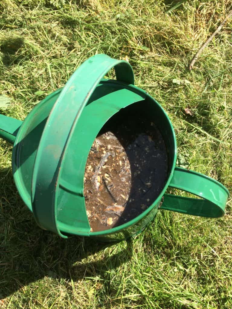 Come preparare il tè di compost: un alimento liquido potente per le tue piante