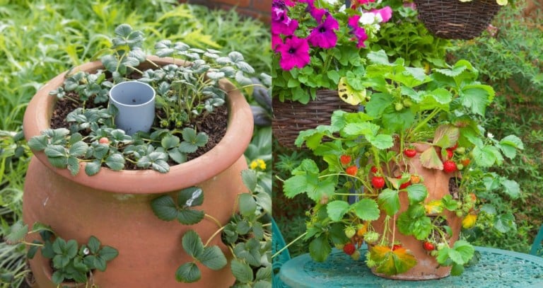 Come realizzare un semplice vaso autoirrigante per fragole