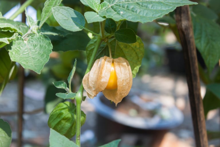 Come coltivare il ciliegio di terra: centinaia di frutti per pianta