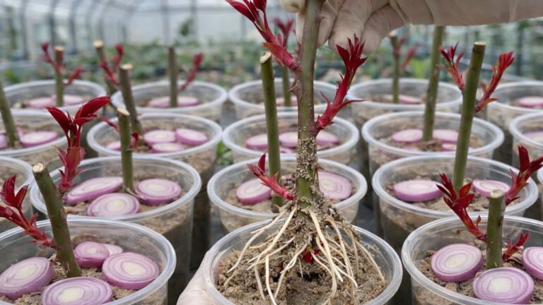 Radici in 7 giorni: coltiva rose perfette con talee fai da te!