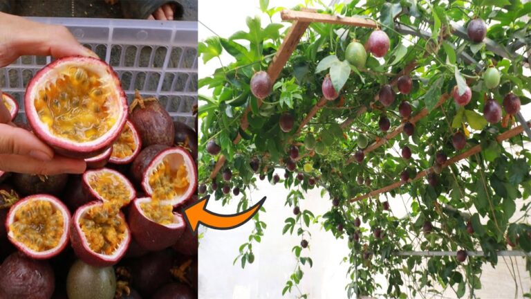 Scopri 5 segreti per coltivare il frutto della passione in un contenitore!