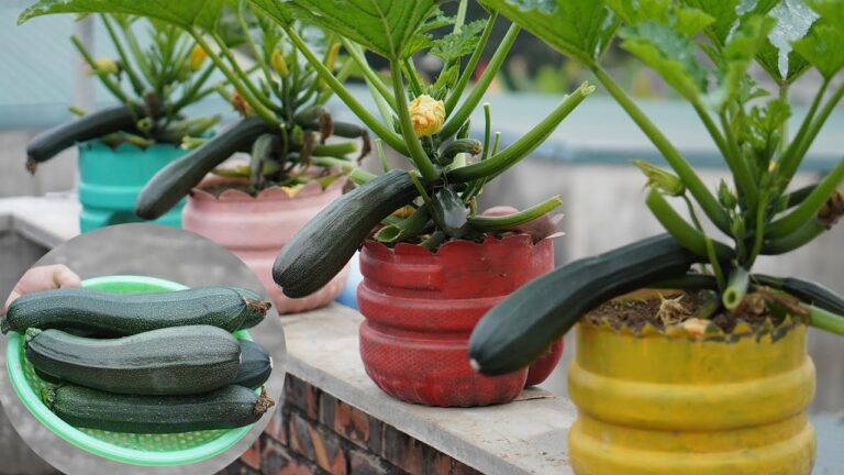 6 Modi Veloci per Coltivare Zucchine in Bottiglie di Plastica! Scopri come!