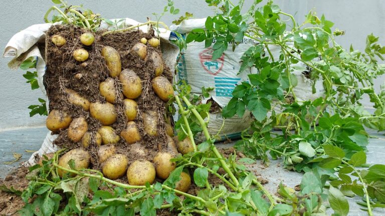 Scopri 5 vantaggi sorprendenti della coltivazione di patate in sacchi!
