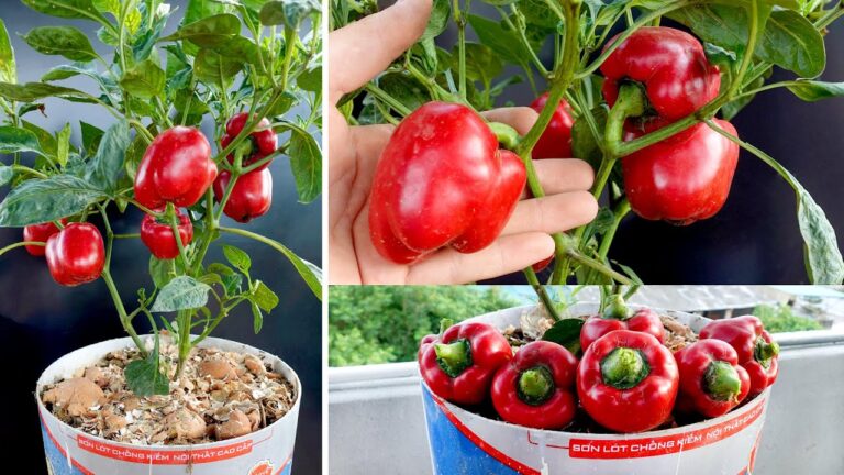 5 semplici consigli per far prosperare i tuoi peperoni a casa!