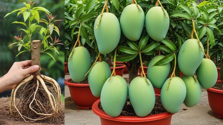 Scopri 2 metodi semplici per propagare piante di mango a casa!