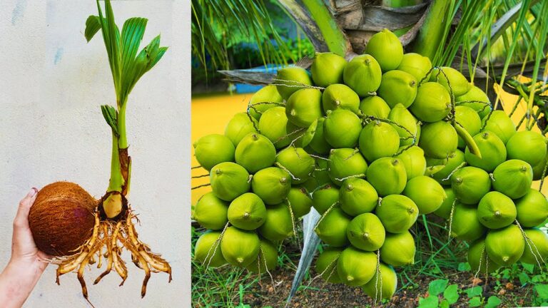 5 Tecniche per Far Crescere Velocemente la Palma da Cocco! Scopri come fare!