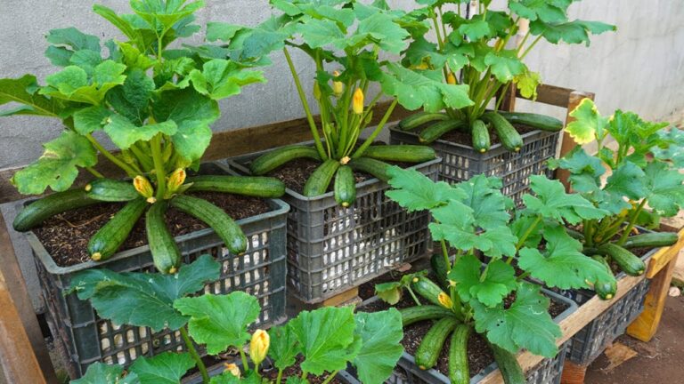 5 semplici passi per coltivare zucchine in casa e ottenere un raccolto sorprendente