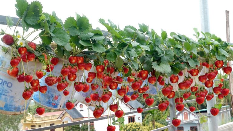 Coltiva fragole tutto l’anno: 5 trucchi per averle senza giardino
