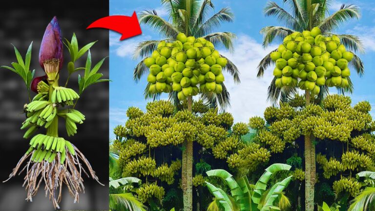 5 sorprendenti risultati della grafting di banane con cocco! Scopri di più!