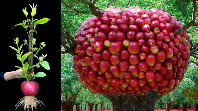 5 Semplici Passi per Riprodurre la Guava in Mela e Avere Frutta in Poco Tempo