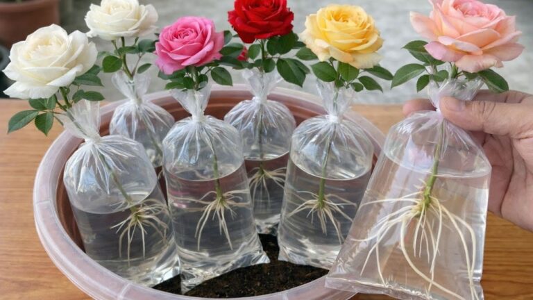 5 Modi Facili per Coltivare Rose in Acqua e Accrescere il Tuo Giardino!