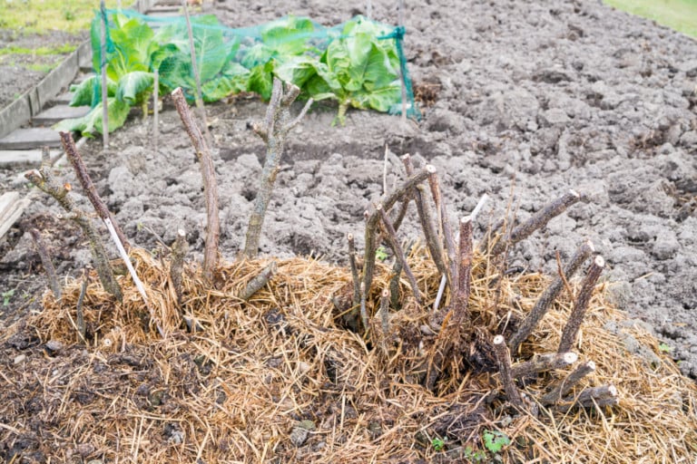 10 attività fondamentali per preparare il giardino alla primavera