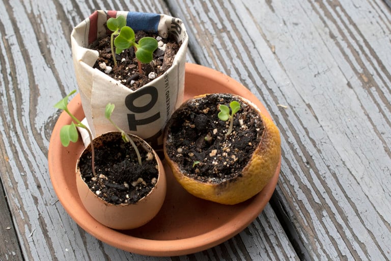 6 Vasi Biodegradabili per Semenzali che Hai Già in Casa (e 1 da Evitare)