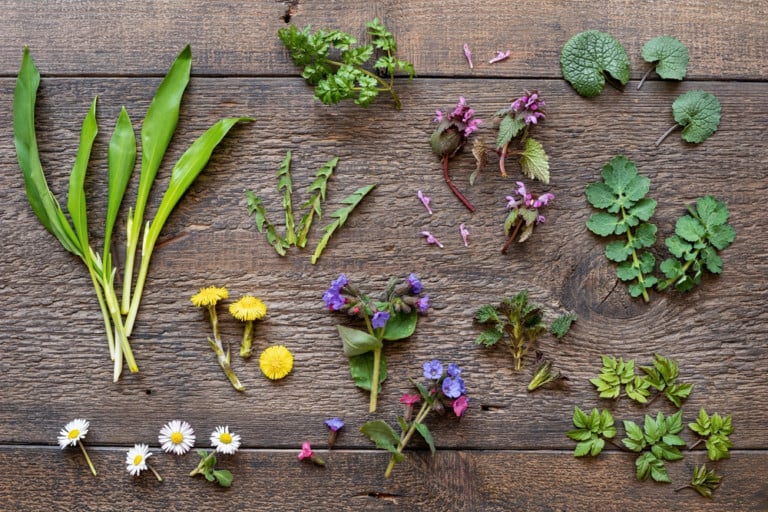 25 Piante Selvatiche Comestibili da Raccogliere in Primavera
