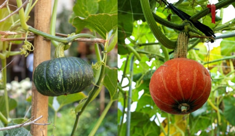 Come allevare e coltivare zucche in verticale per ottenere più raccolto in meno spazio