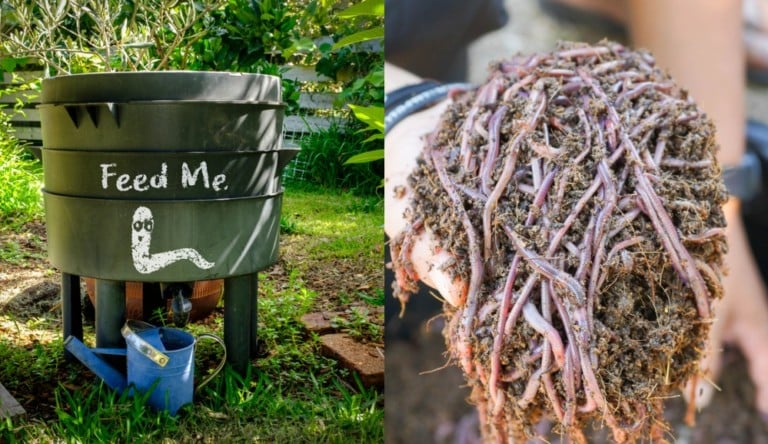Vermicompostaggio: come avviare il tuo compost con i lombrichi